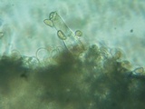 Inocybe abjecta image