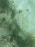 Inocybe abjecta image