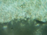 Inocybe abjecta image