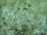 Inocybe abjecta image