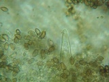 Inocybe abjecta image
