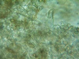 Inocybe abjecta image