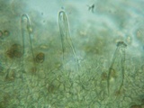 Inocybe abjecta image