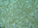 Inocybe abjecta image