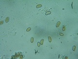 Inocybe rimosa image