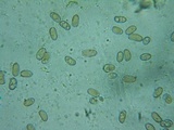 Inocybe rimosa image