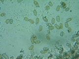 Inocybe rimosa image