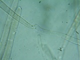 Pluteus brunneidiscus image