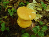 Russula earlei image