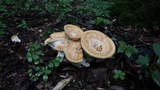 Bondarzewia berkeleyi image