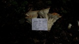 Bondarzewia berkeleyi image