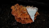 Laetiporus cincinnatus image