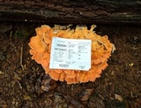 Laetiporus cincinnatus image