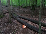 Laetiporus cincinnatus image