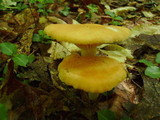 Russula earlei image