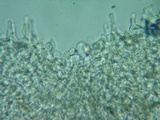 Flammulaster carpophilus var. subincarnatus image