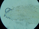 Flammulaster carpophilus var. subincarnatus image