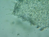 Flammulaster carpophilus var. subincarnatus image