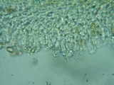 Flammulaster carpophilus var. subincarnatus image
