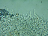 Flammulaster carpophilus var. subincarnatus image