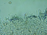 Flammulaster carpophilus var. subincarnatus image