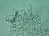 Flammulaster carpophilus var. subincarnatus image