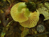 Russula earlei image