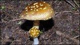 Amanita flavorubens image