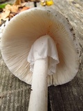 Amanita submaculata image