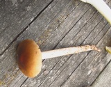 Amanita amerifulva image