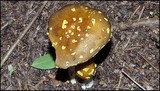 Amanita flavorubens image