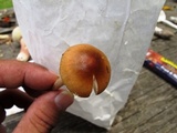 Amanita amerifulva image