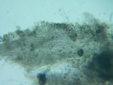 Cotylidia diaphana image