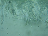 Cotylidia diaphana image