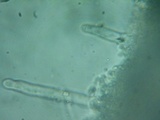 Cotylidia diaphana image