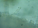 Cotylidia diaphana image