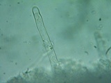 Cotylidia diaphana image