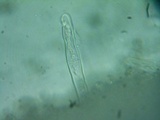 Cotylidia diaphana image