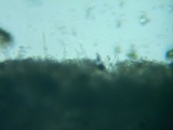 Cotylidia diaphana image