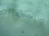 Cotylidia diaphana image