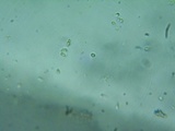 Cotylidia diaphana image