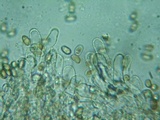 Inocybe rimosa image