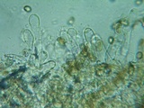 Inocybe rimosa image