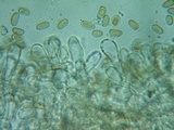 Inocybe rimosa image