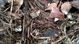 Arthromyces claviformis image
