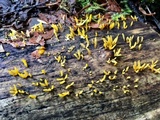 Calocera cornea image