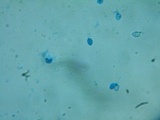 Rhodocybe nitellina image