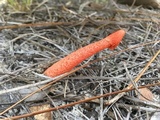 Phallus rubicundus image