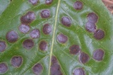 Tubakia nyssae image