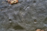 Camillea punctulata image